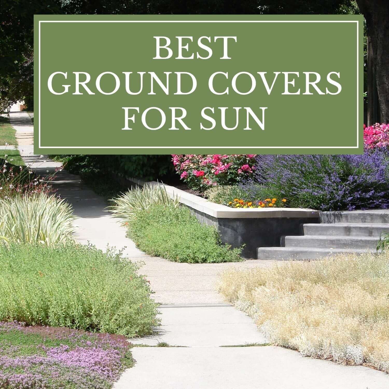 Best Ground Covers for Sun