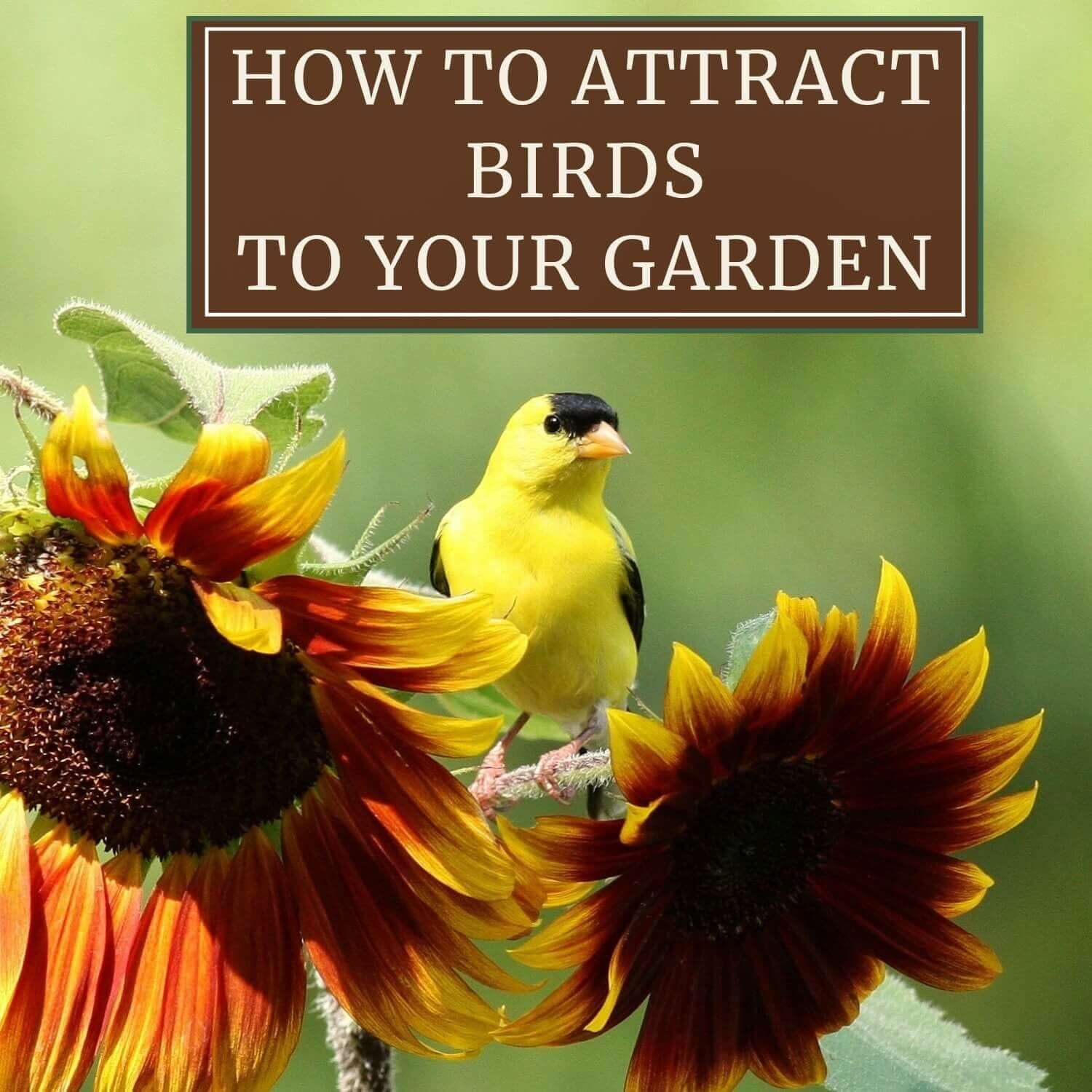 How to Attract birds to your garden