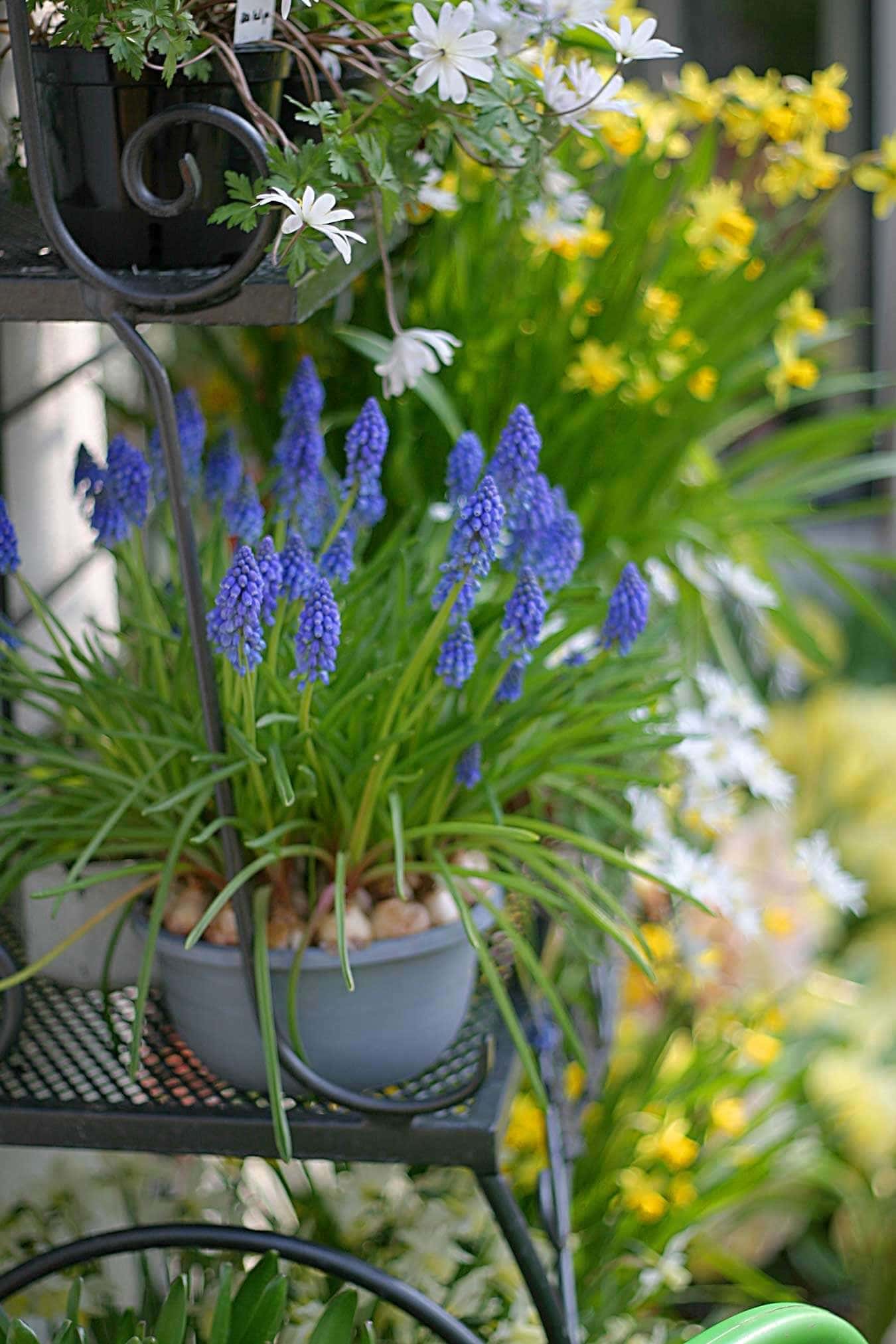 Muscati Growing Muscari in Containers