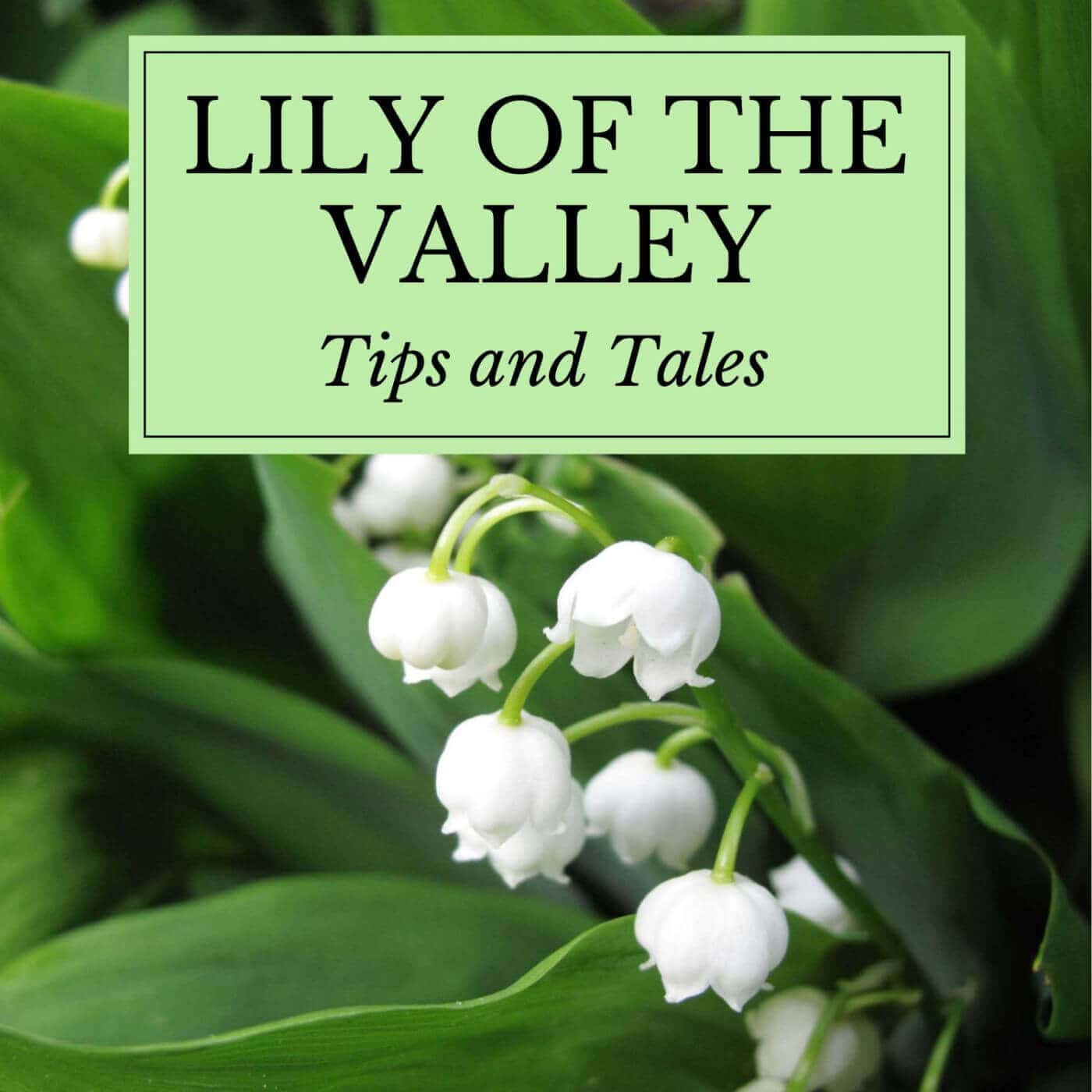 Growing Lily of the Valley: Tips and Tales