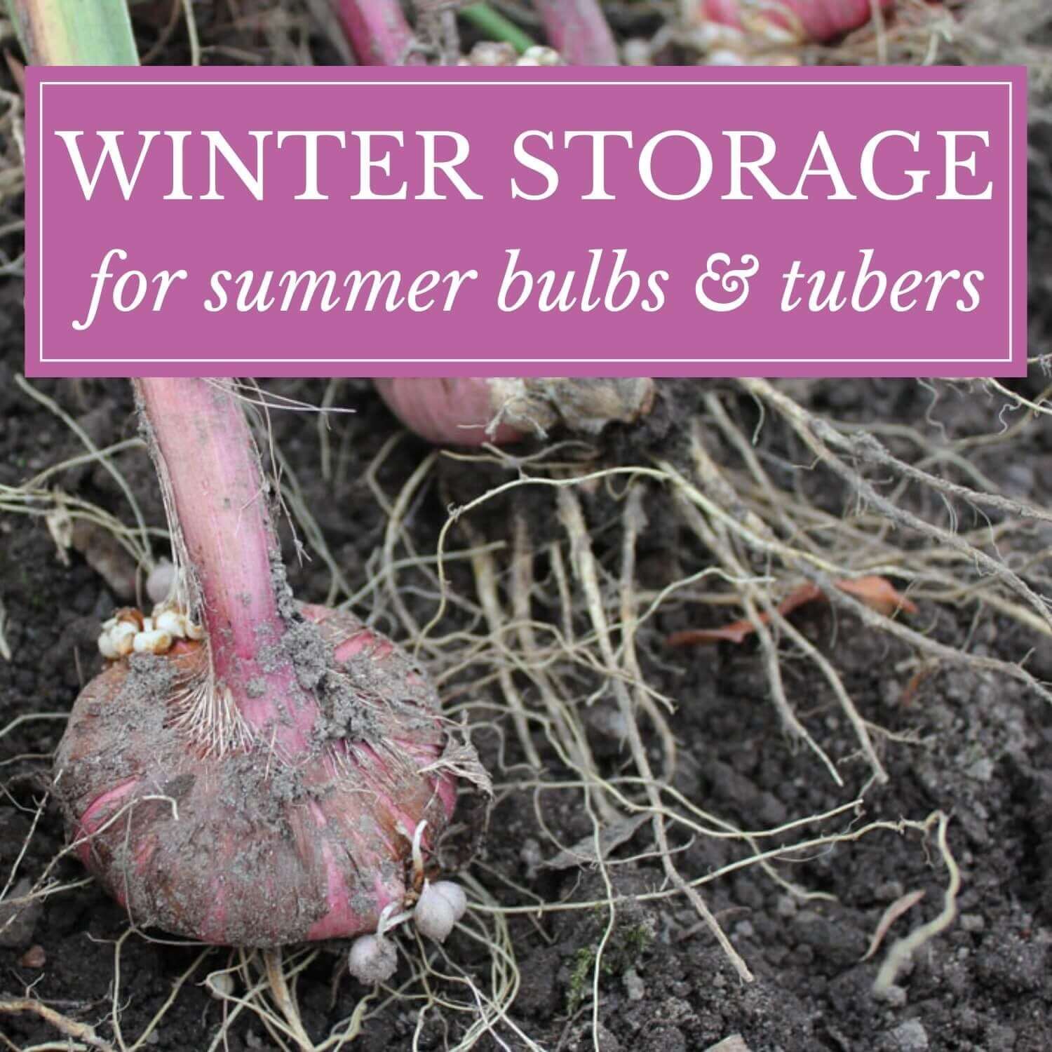 Tuber Storage Winter Storage for Summer Bulbs and Tubers