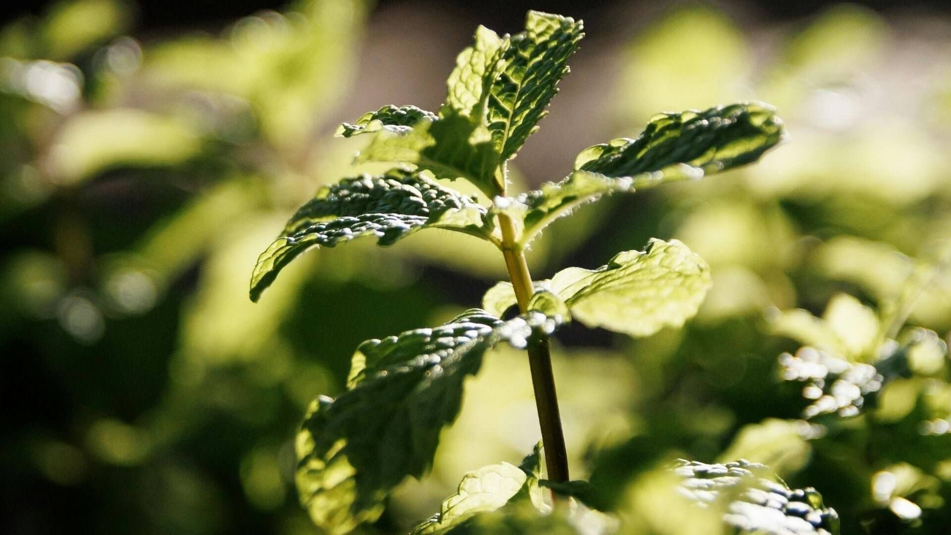 5 plantes anti-inflammatoires pour aider à soulager l’endométriose – Pemlab