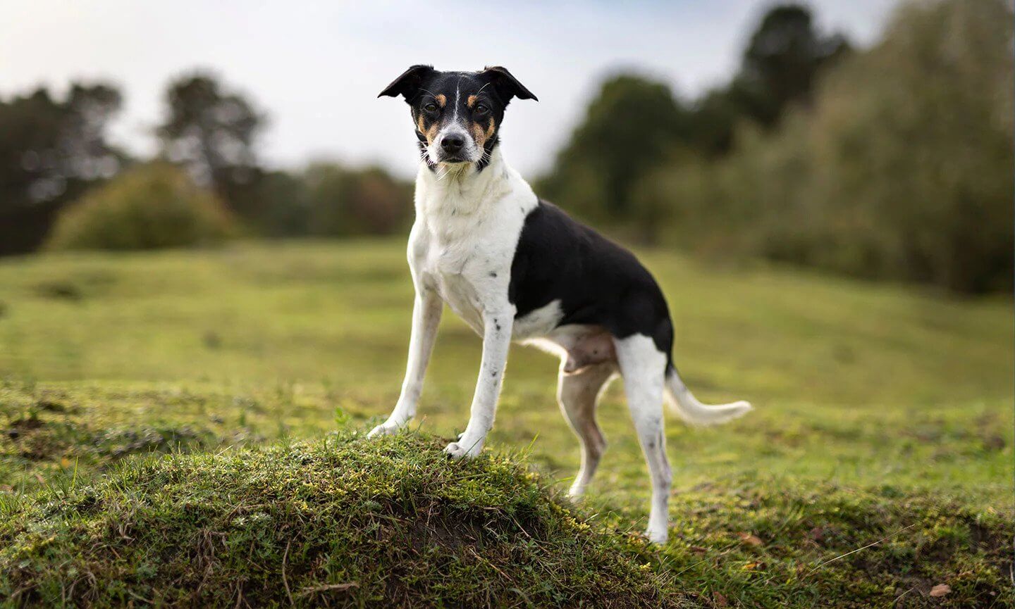 ratterrier-featuredimage.jpg