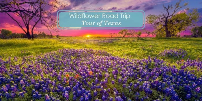 camper van rental Dallas Texas