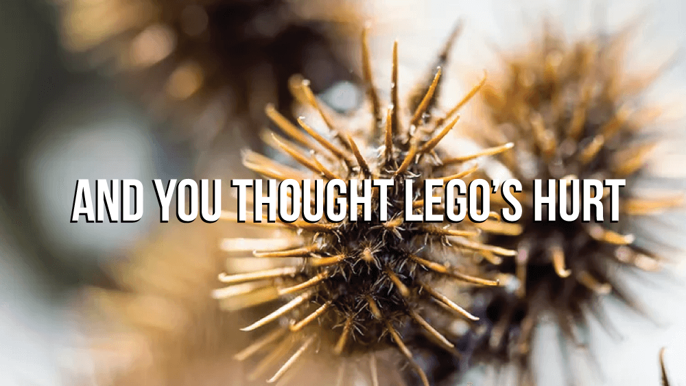 How to Stop Texas Sticker Burrs from Taking Over Your Lawn