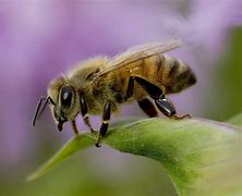 Africanized honey bees clustered together