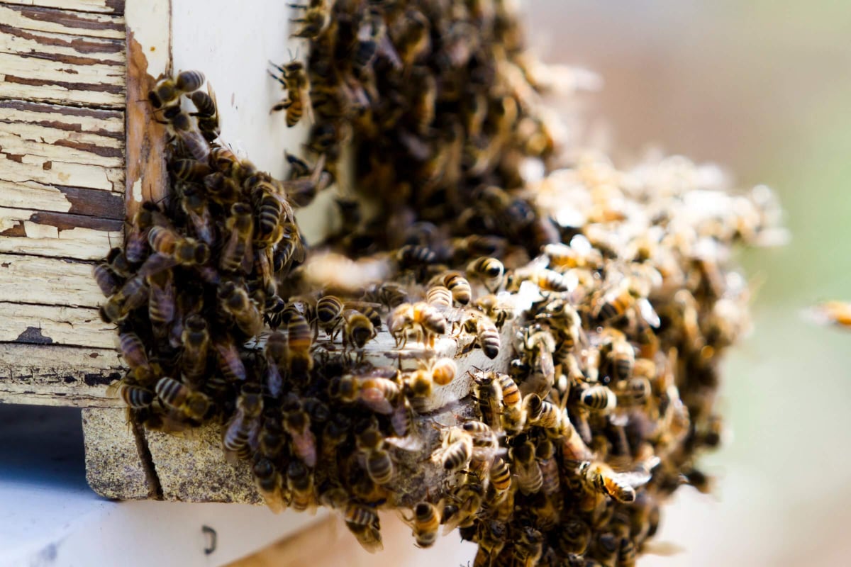 Honey bees bearding and clustering on the outside of a hive