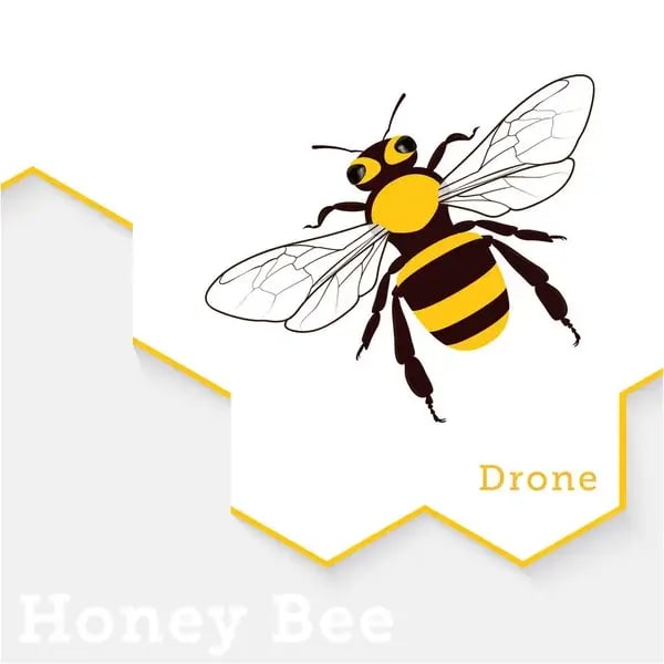 Drone honey bee on honeycomb