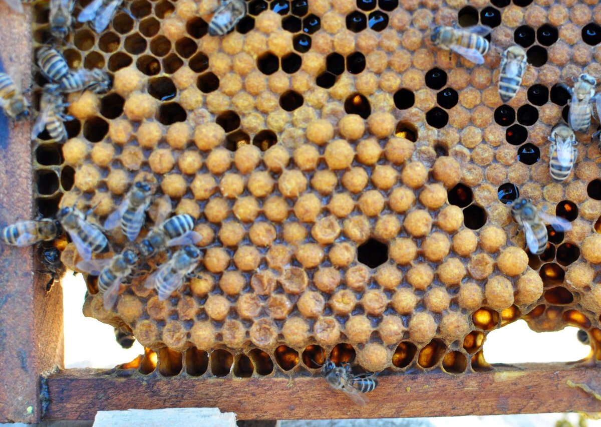 Drone-laying queen in a honey bee colony