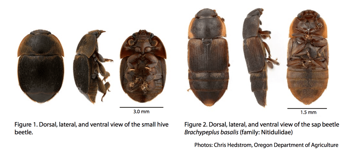 Small hive beetle on honey bee comb