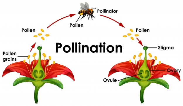 Honey bee visiting a flower during pollination