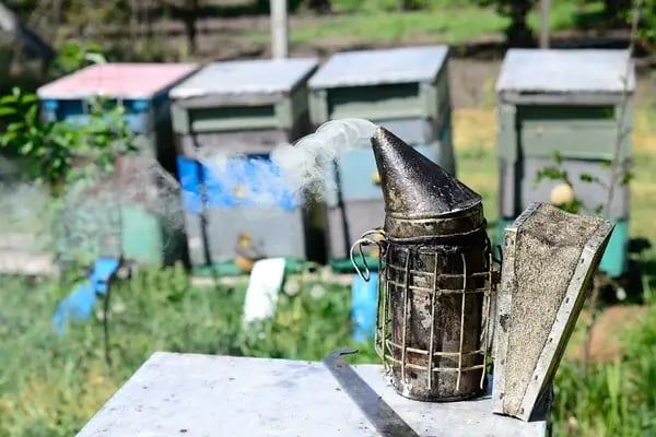 Honey bee smoker used during hive inspection