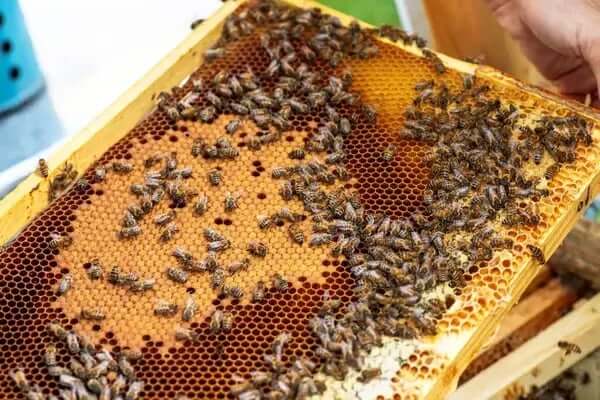 How Honey Bees Work: Worker Bees, Nurse Bees, and the Queen Bee Honey bee colony with worker bees, nurse bees, and queen bee roles explained