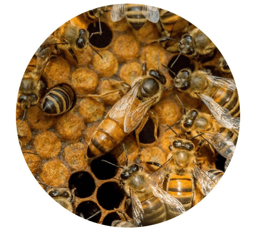 Russian honey bees clustered on a honeycomb frame