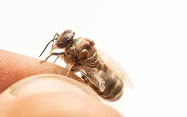 Varroa mite on a honey bee