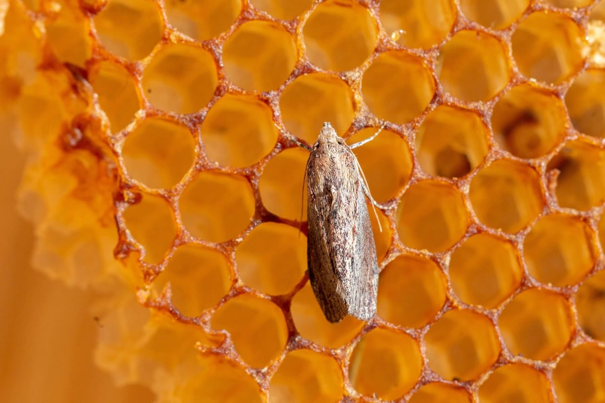 Wax moth damage in honey bee comb