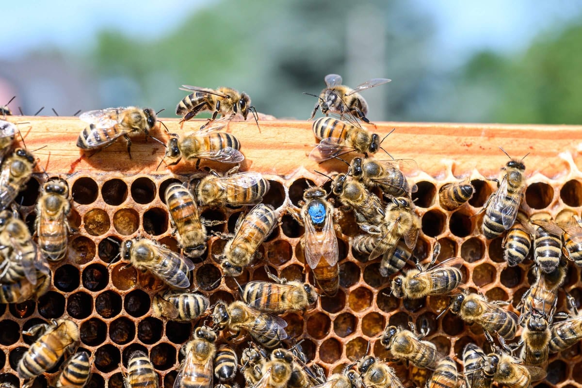 Honey bee queen surrounded by worker bees inside the colony