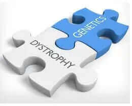 Is Duchenne muscular dystrophy affected by Telomerase?