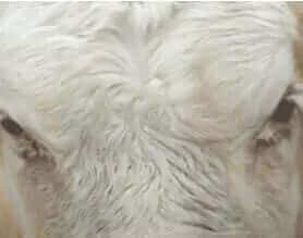 Mad Cow Study With Resveratrol