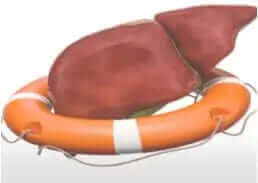 Telomere Research- Renewing Aging Organs With Telomerase