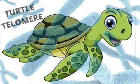 Turtle Telomeres