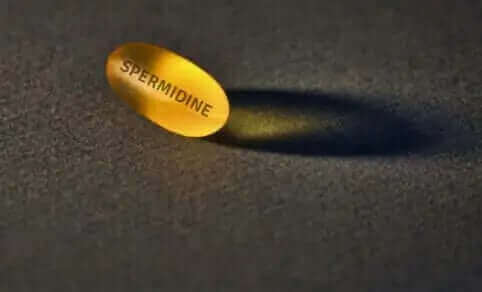 What is Spermidine?