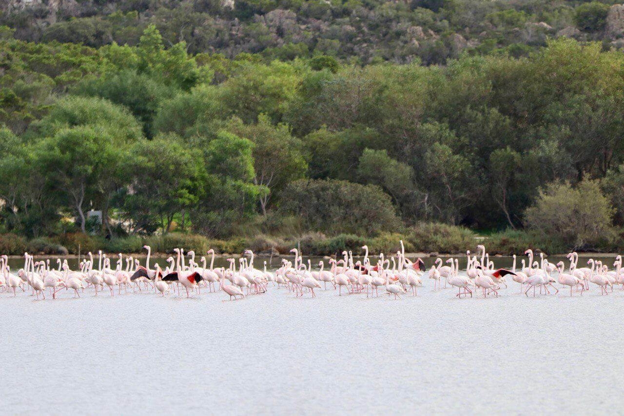 Group of wild pink Greater Flamingos wading in a shallow coastal lagoon near Olbia, Sardinia — just 5 minutes from downtown Olbia