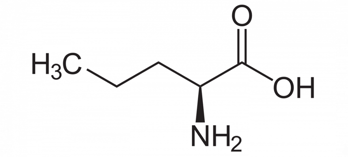 Het anabole aminozuur