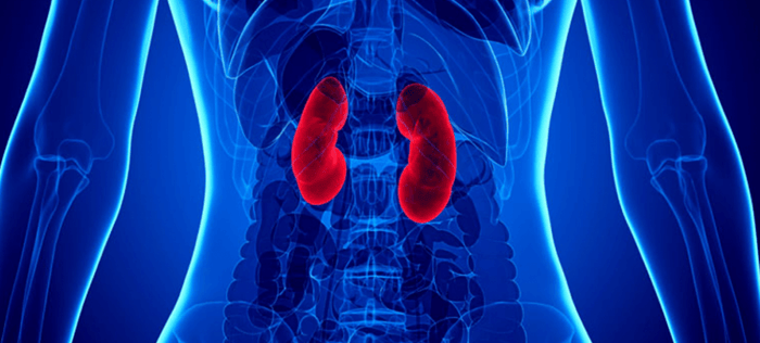 Is een eiwitrijk dieet om af te vallen slecht voor de nieren?