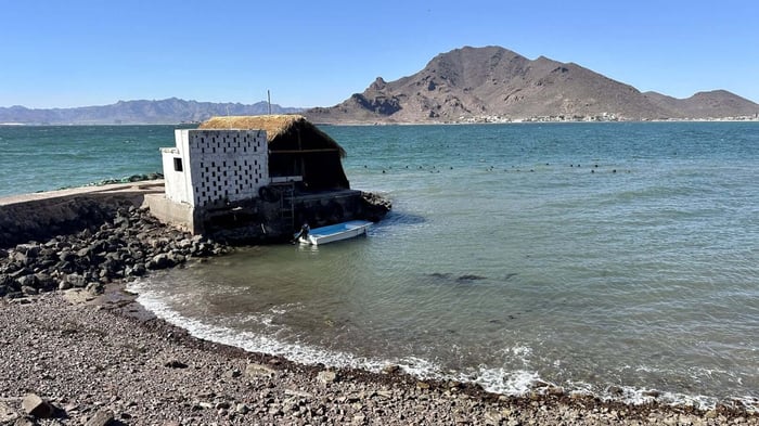 Returning to the Sea of Cortez Pearl Farm
