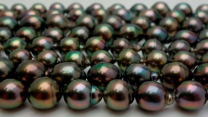 Beautiful drop-shaped, peacock tahitian pearls