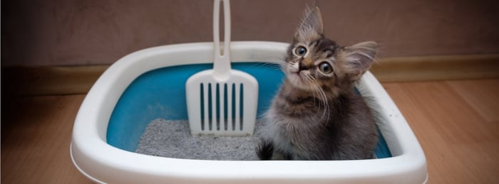 Litter Box Training and Maintenance for Cat Owners