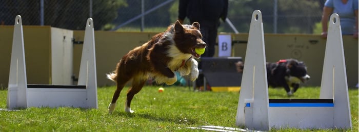 Flyball Training Tips During the Off-Season: Interview with Aaron Robbins of Rocket Relay