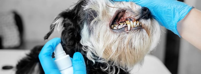 Pet Oral Care Products: Should I Put Alcohol on My Pet's Teeth?