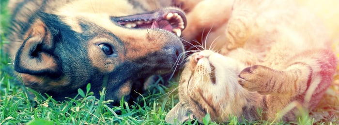 Going Beyond Glucosamine and Fish Oil: 1-TDC, a New Generation of Fatty Acids