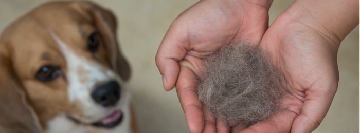 Why Is My Dog’s Fur Falling Out?