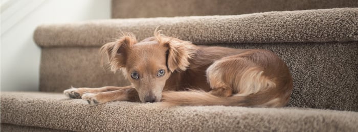 What Is Pet Joint Pain?
