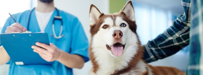 How to Determine If Your Dog Should Have a PennHIP Evaluation