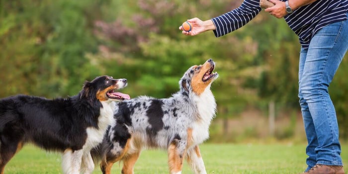 Tips for Teaching Your Dog Side-Stepping and Rear Leg Lifts
