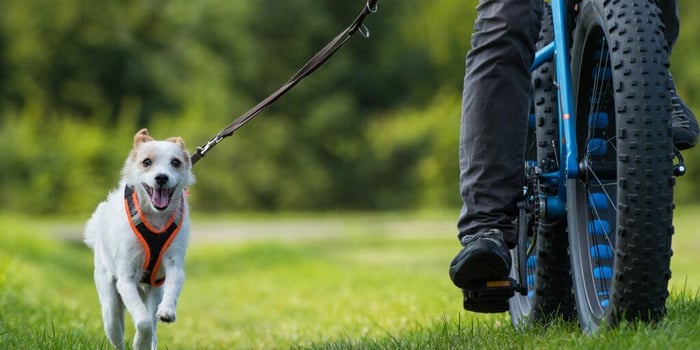 Dog Biking For Beginners