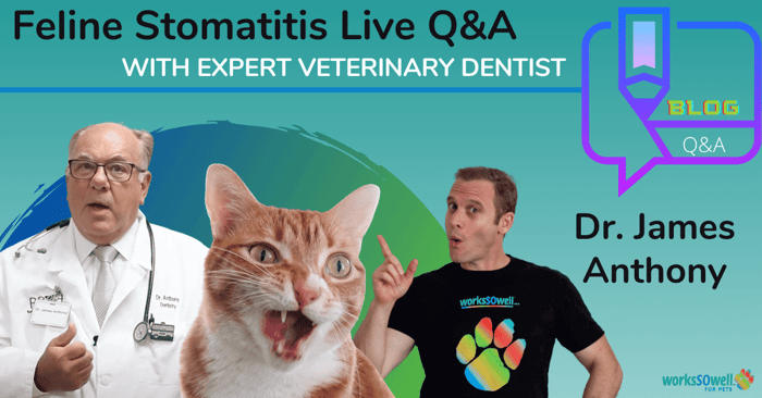 Feline Stomatitis Q/A with Veterinary Dentist