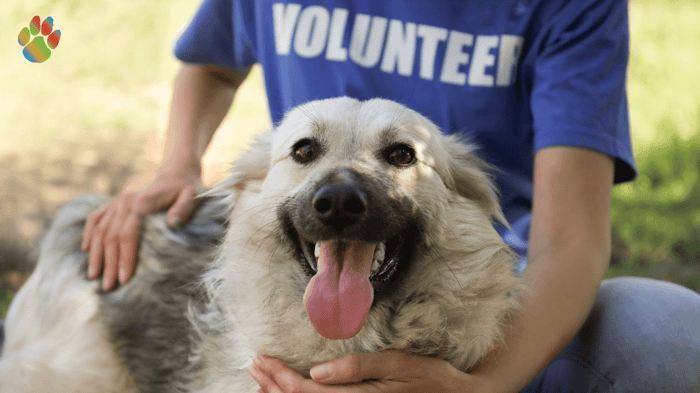 A Rescue Dogs' Transformation through a healthy mouth