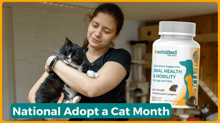 Adopt a Cat Month: Give a Cat a Home (and Keep Them Healthy)