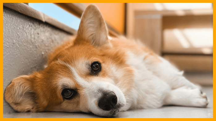 Animal Pain Awareness Month: Spotting the Silent Signs in Your Pet