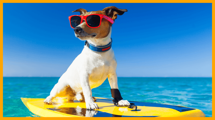 5 Summer Adventures for You and Your Pet