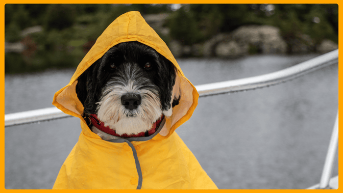 How Weather Affects Your Dog’s Joints + Easy Relief Tips