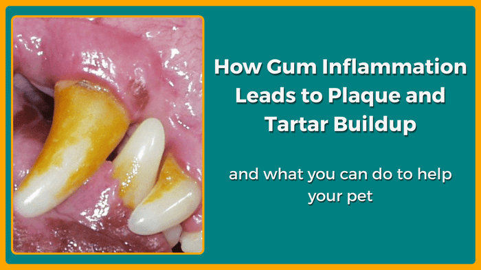 How Gum Inflammation Leads to Plaque and Tartar Buildup