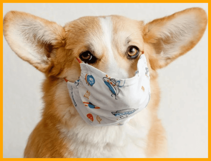 Your Dog's Gum Health: 5 Signs of Trouble + Easy Tips