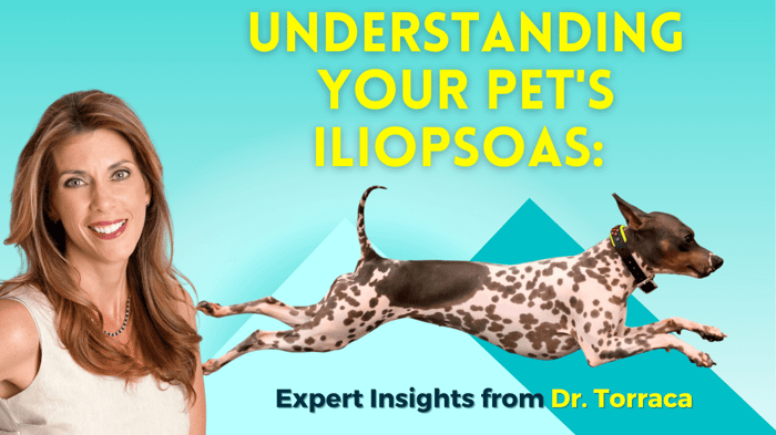Understanding Your Pet's Iliopsoas