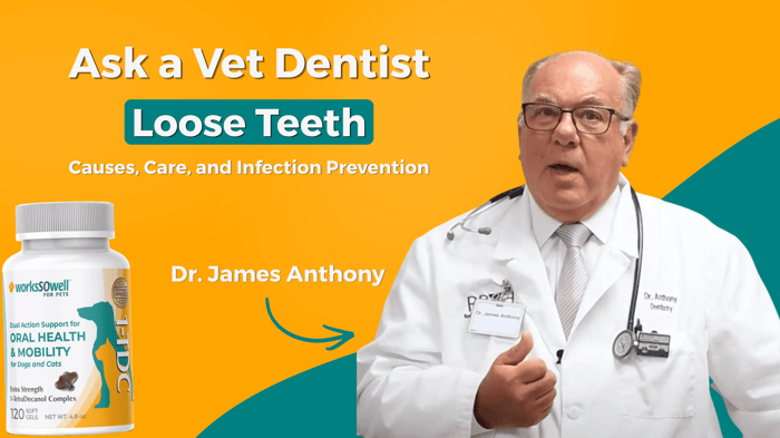 Ask a Vet Dentist: Loose Teeth, Explained - Causes, Care, and Infection Prevention